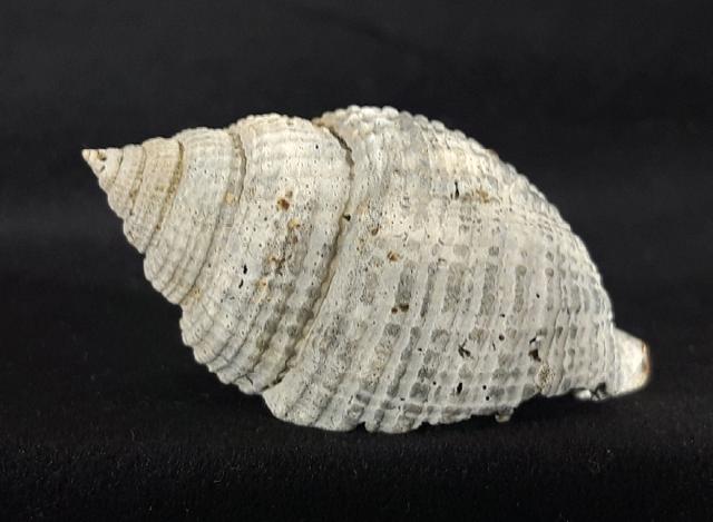 Cancellaria conradiana DALL 1890  - Bild © FossNet FossilienStore
